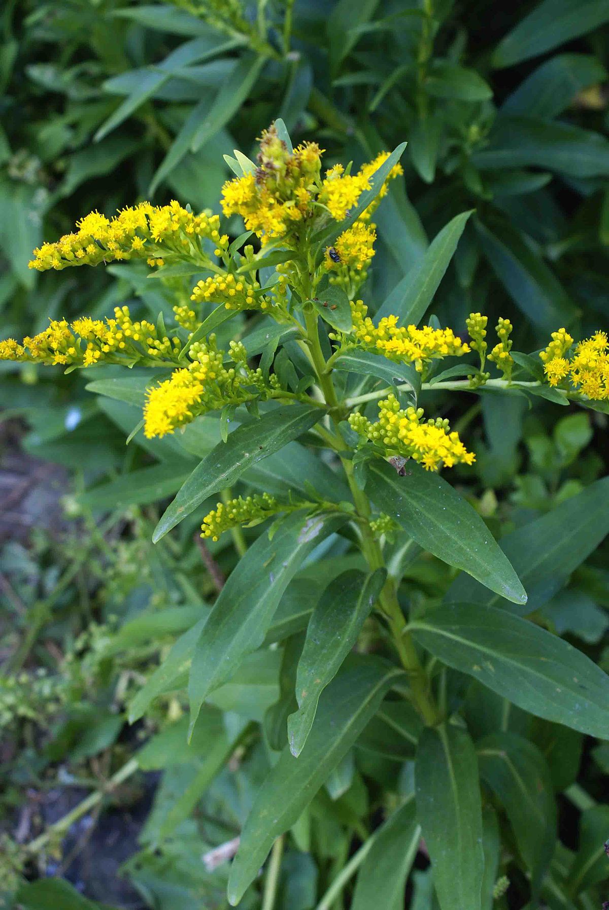 1200x1793 Solidago Sempervirens