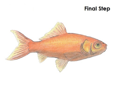 500x373 To Draw A Goldfish