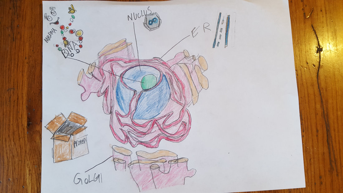 1100x619 Frogs N Stuff