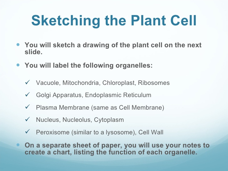728x546 Label Animal Cell)