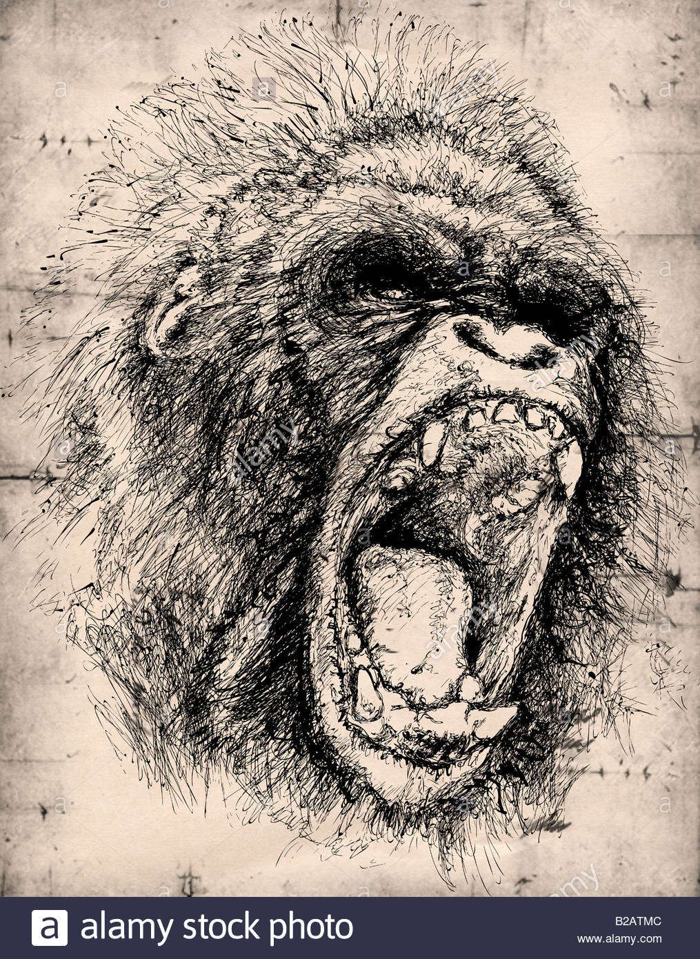 1015x1390 Gorilla Pencil Drawing Stock Photo 18678588