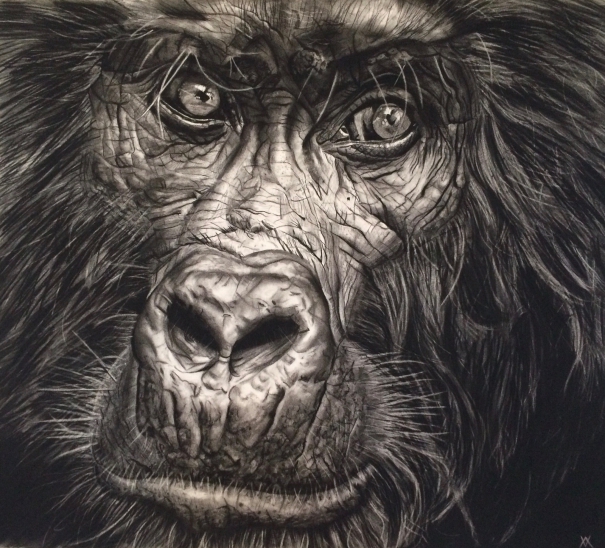 605x548 Mountain Gorilla By Violet Astor. Drawing. Available For Sale