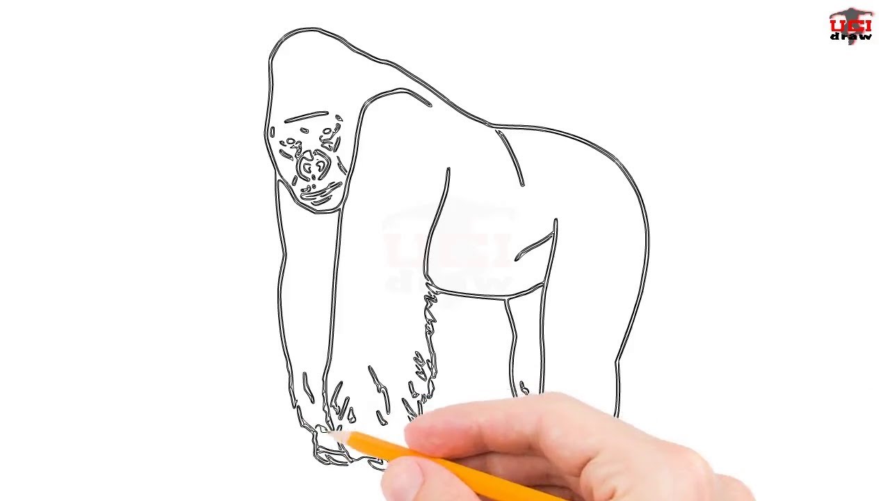 1280x720 How To Draw A Gorilla Step By Step Easy For Kidseginners