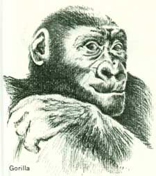 225x254 Drawing Animal Heads