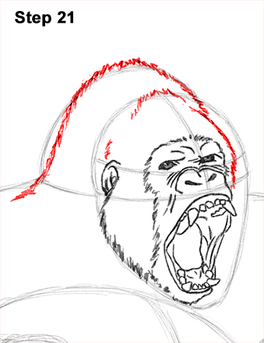 386x500 How To Draw A Gorilla (Agressive Stance)