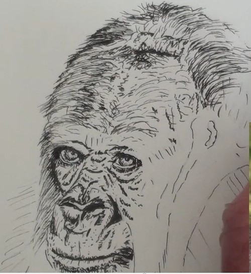 500x545 How To Draw A Gorilla Portrait In Pen And Ink Online Art Lessons