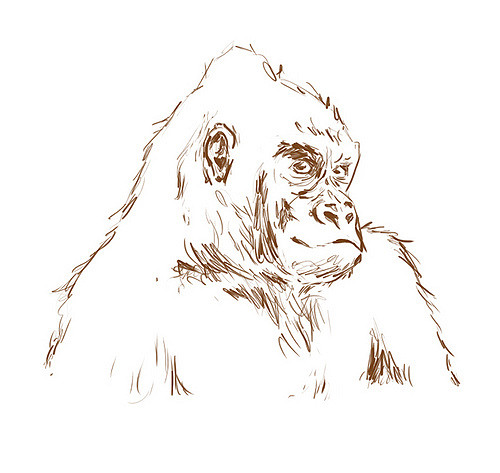 500x473 Quick Gorilla Just Drawing For Fun ) Thanks