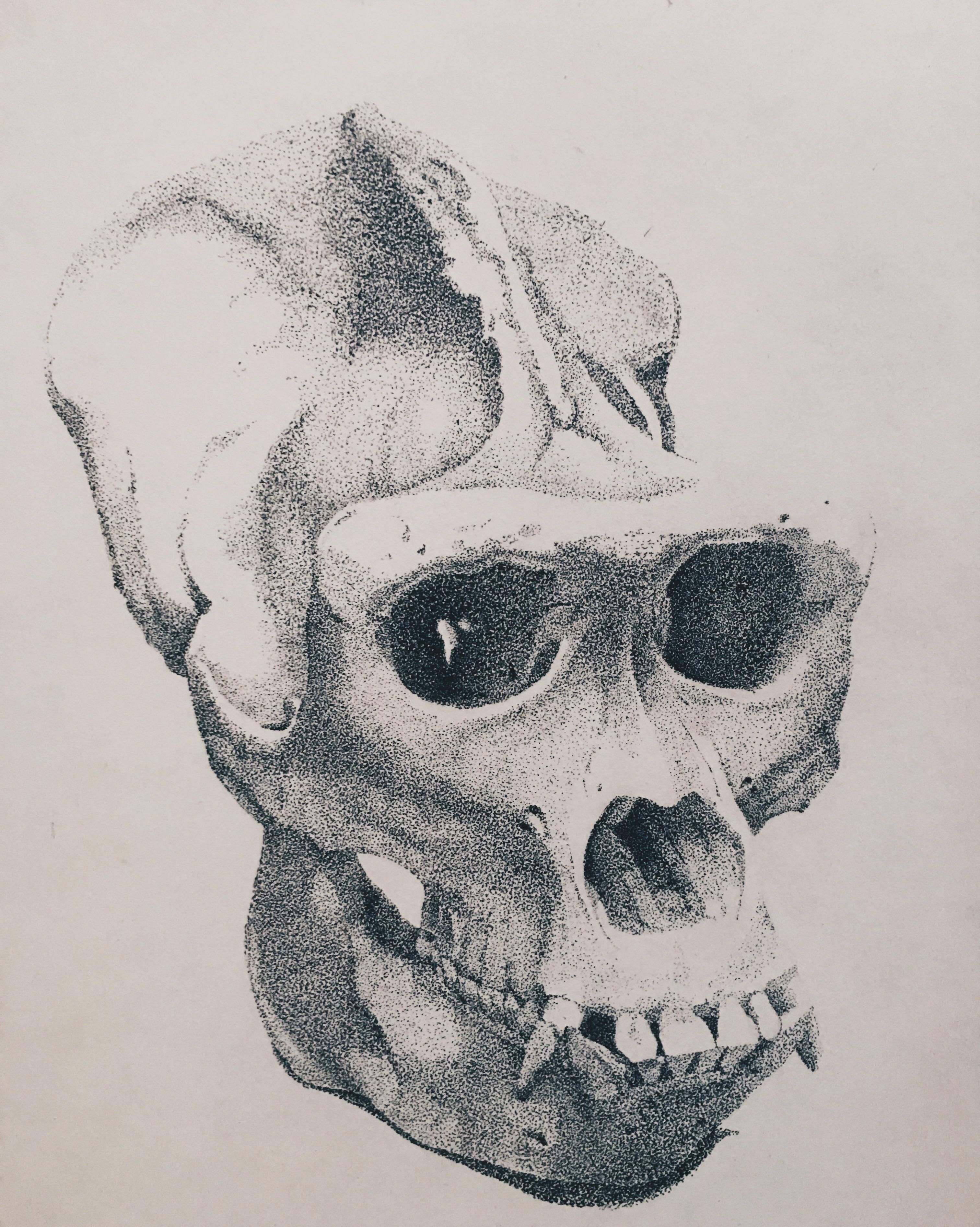 3024x3785 Gorilla Skull Ink On Bristol 9 X 12 Boas And Friends