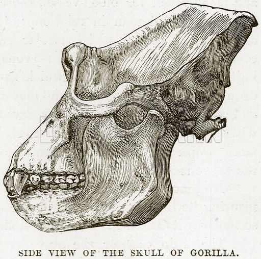 512x508 Side View Of The Skull Of Gorilla