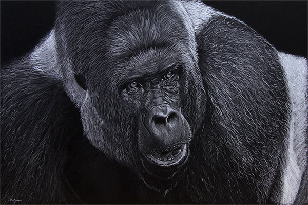 600x401 Drawing With Coloured Pencil Gorilla