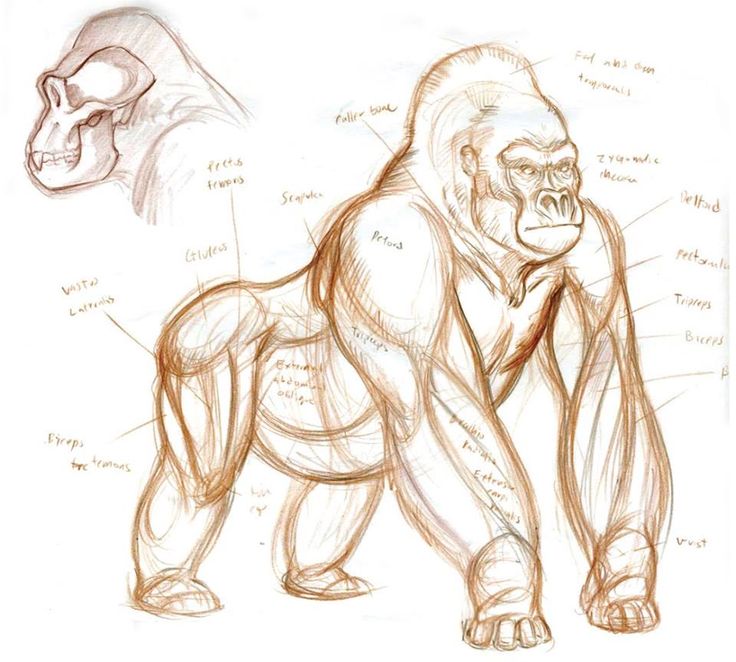 736x662 Gorila Character Design Reference How To Draw Gorilla Anatomy