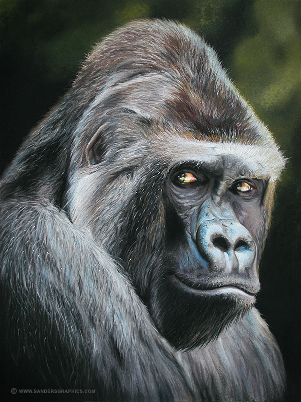 600x800 Gorilla Drawing On Behance