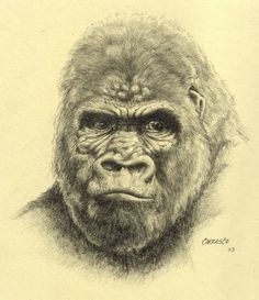 236x273 Drawings Of Gorillas In Journal Gorilla Drawing By Manu1 All