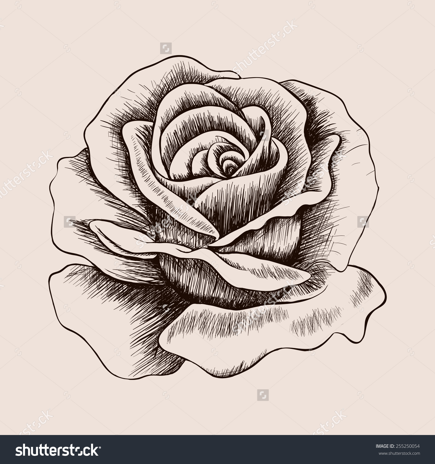 1500x1600 Rose Sketch Stock Photos Images Pictures Shutterstock Hand Drawn