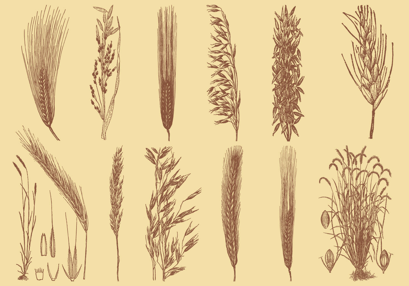 1400x980 Old Style Drawing Grains