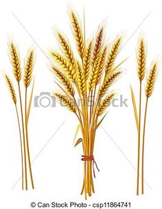 236x304 Vintage Botanical Print Antique Wheat Grains 3, Plant Print