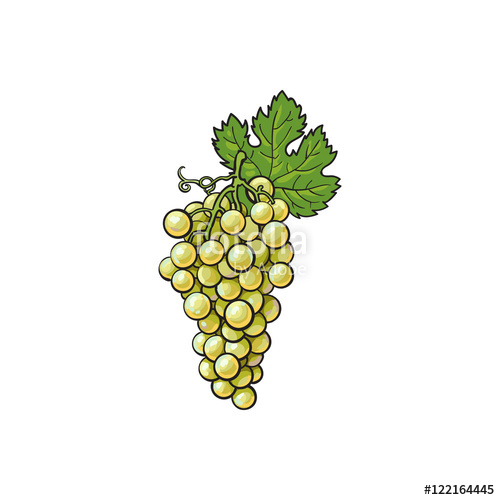 500x500 Ripe And Juicy White Grapes, Vector Illustration Isolated On White