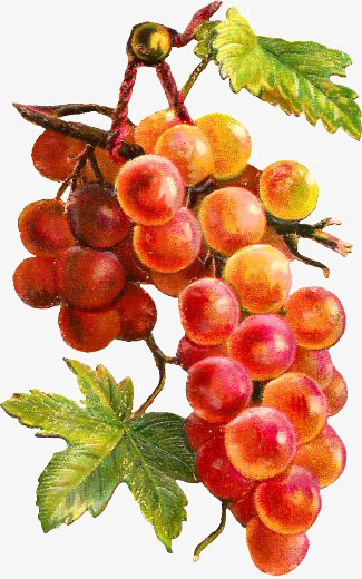 325x520 Drawing Grapes, Creative Fruit, Ripe Red Grapes, Cartoon Grapes