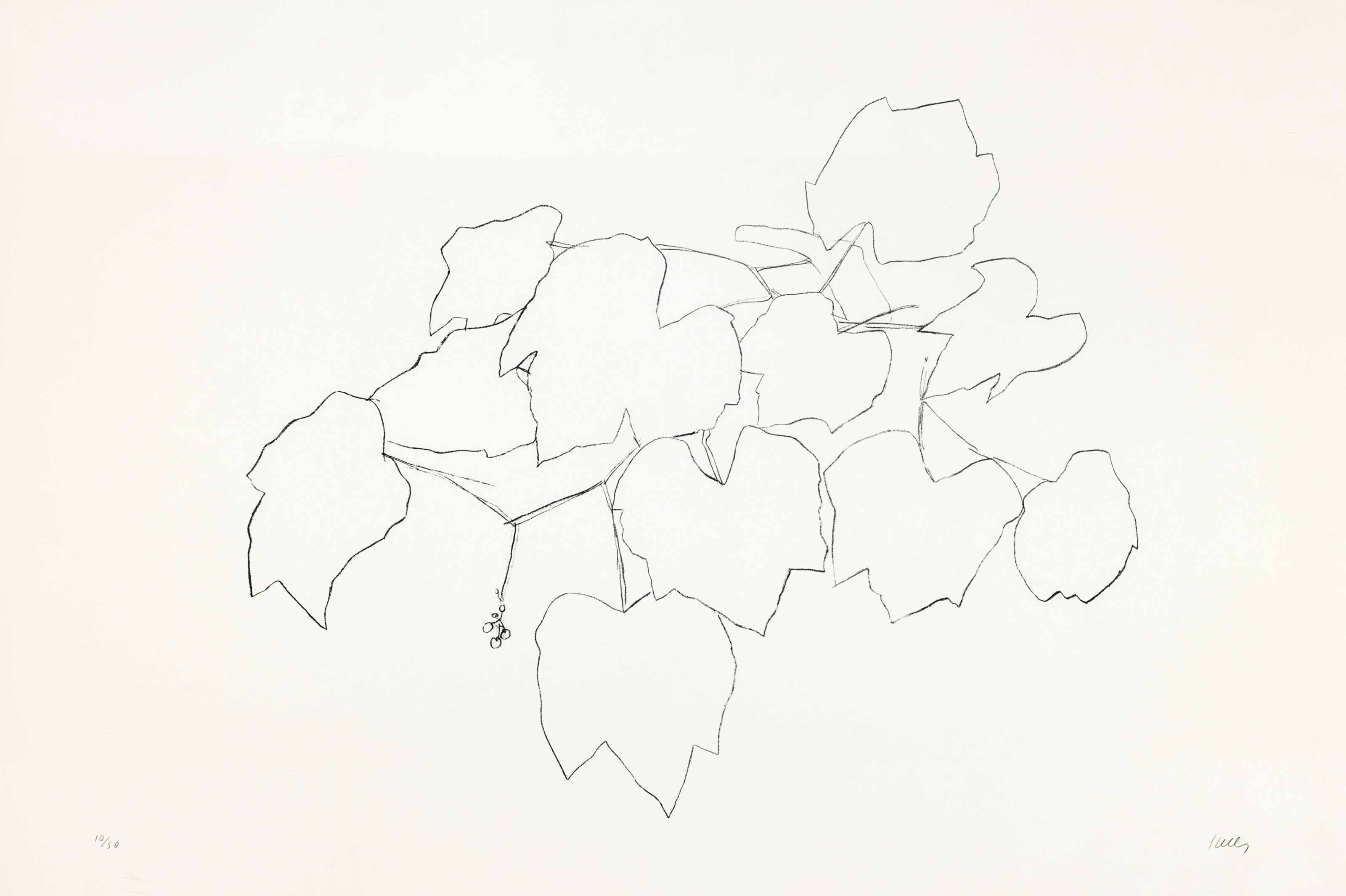 3200x2130 Ellsworth Kelly (B. 1923) Grape Leaves Ii 1970s, Prints