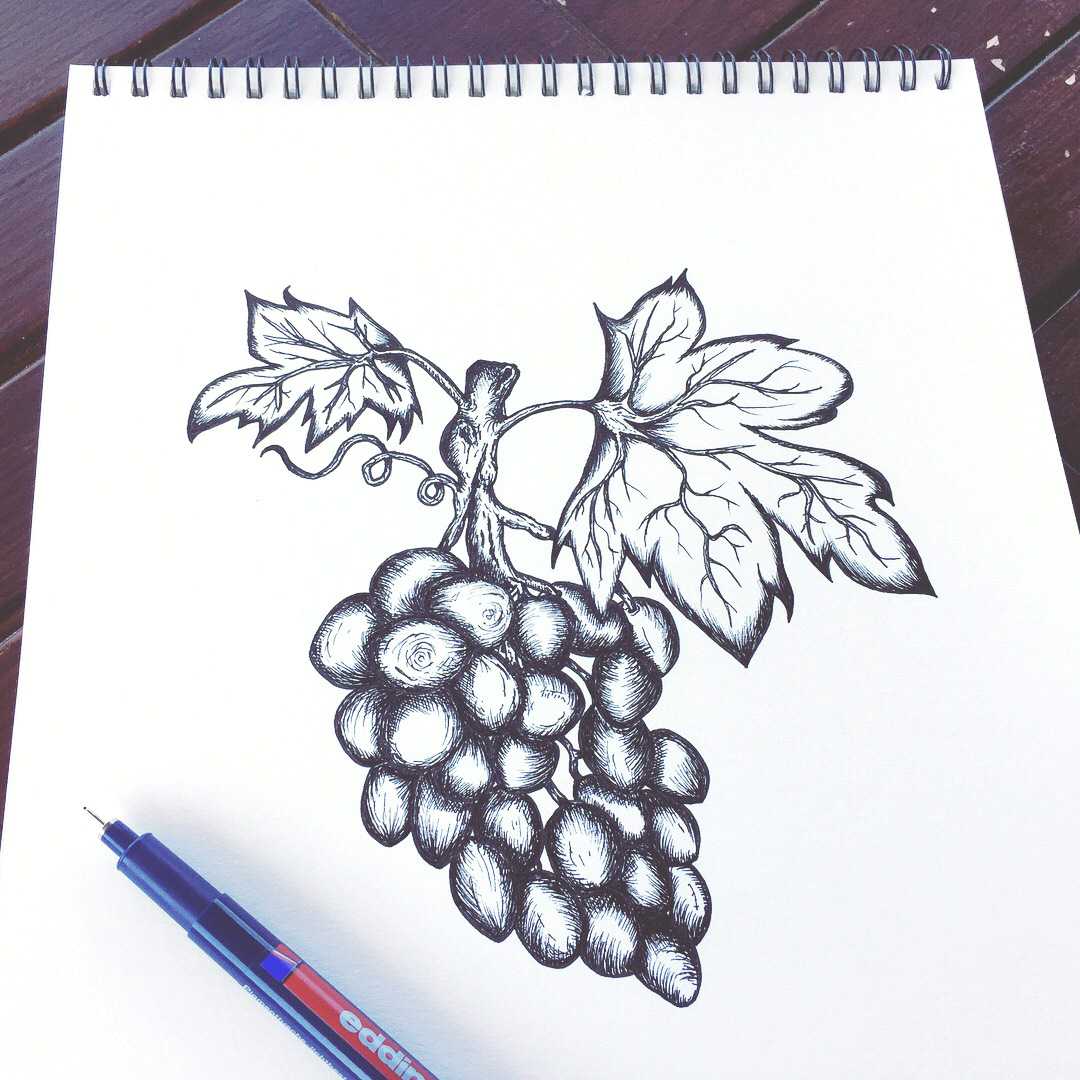 Grape Vine Drawing at GetDrawings | Free download