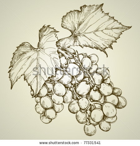 450x470 Bunch Of Grapevine By Kjolak, Via Shutterstock Grape Vine Art