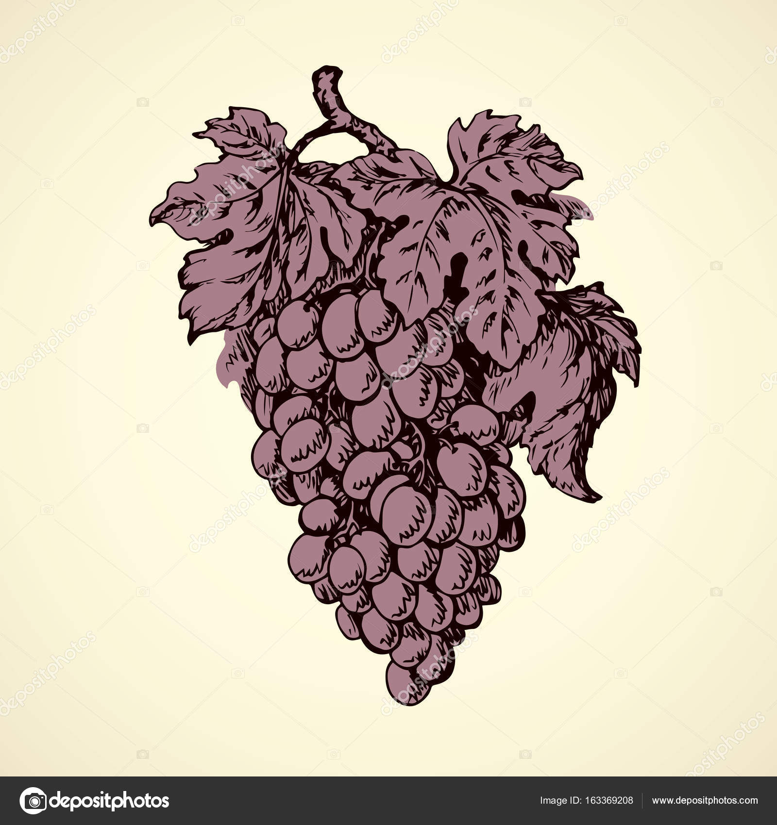 1600x1700 Bunch Of Grapes. Vector Drawing Stock Vector Marinka
