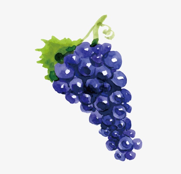 596x573 Drawing Vector Grapes, Drawing Fruit, Beautifully Hand Painted