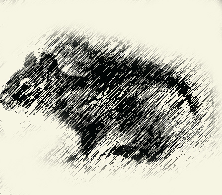 447x393 Graphic Pen Drawing Of Squirrel Dark Brown Graphic Pen