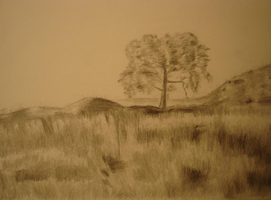 900x666 Grass Field And Tree Drawing By Shibin Varghese