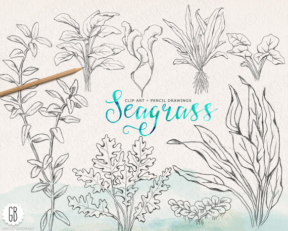 570x456 Seaweeds Sea Grass Handdrawn Vintage Grasses Pencil