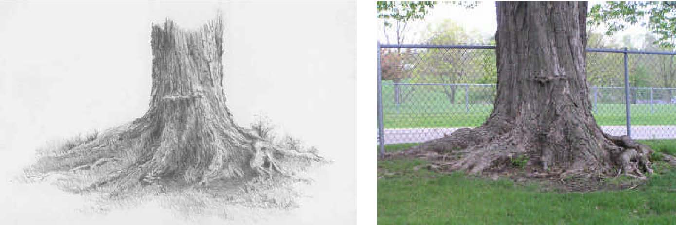 1389x464 How To Draw Trees With Pencil