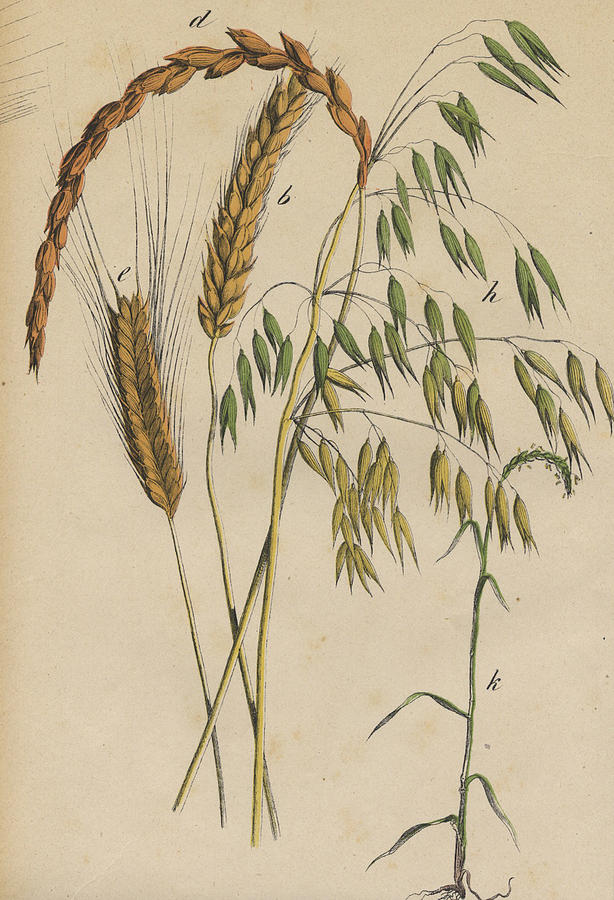 614x900 Grasses Drawing By German Botanical Artist