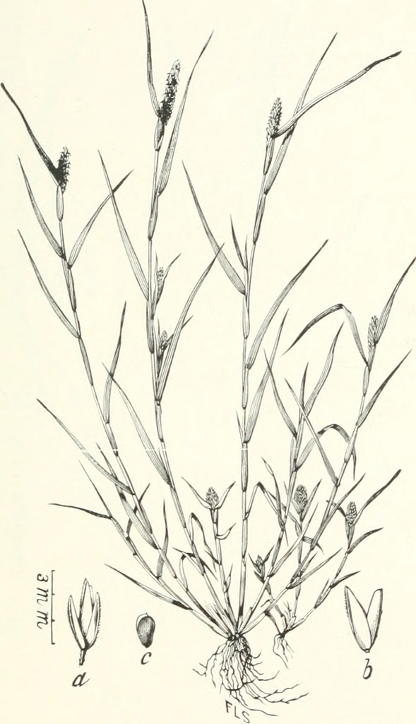 589x1024 Image From Page 136 Of American Grasses (1897 ) Title