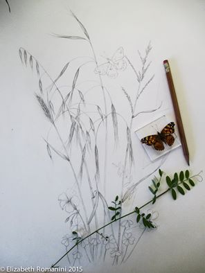 296x394 Painted Lady Butterfly With Grasses