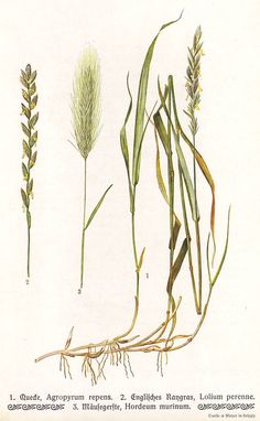 236x382 Prairie Grass Tattoo Research. Switchgrass Little Bluestem