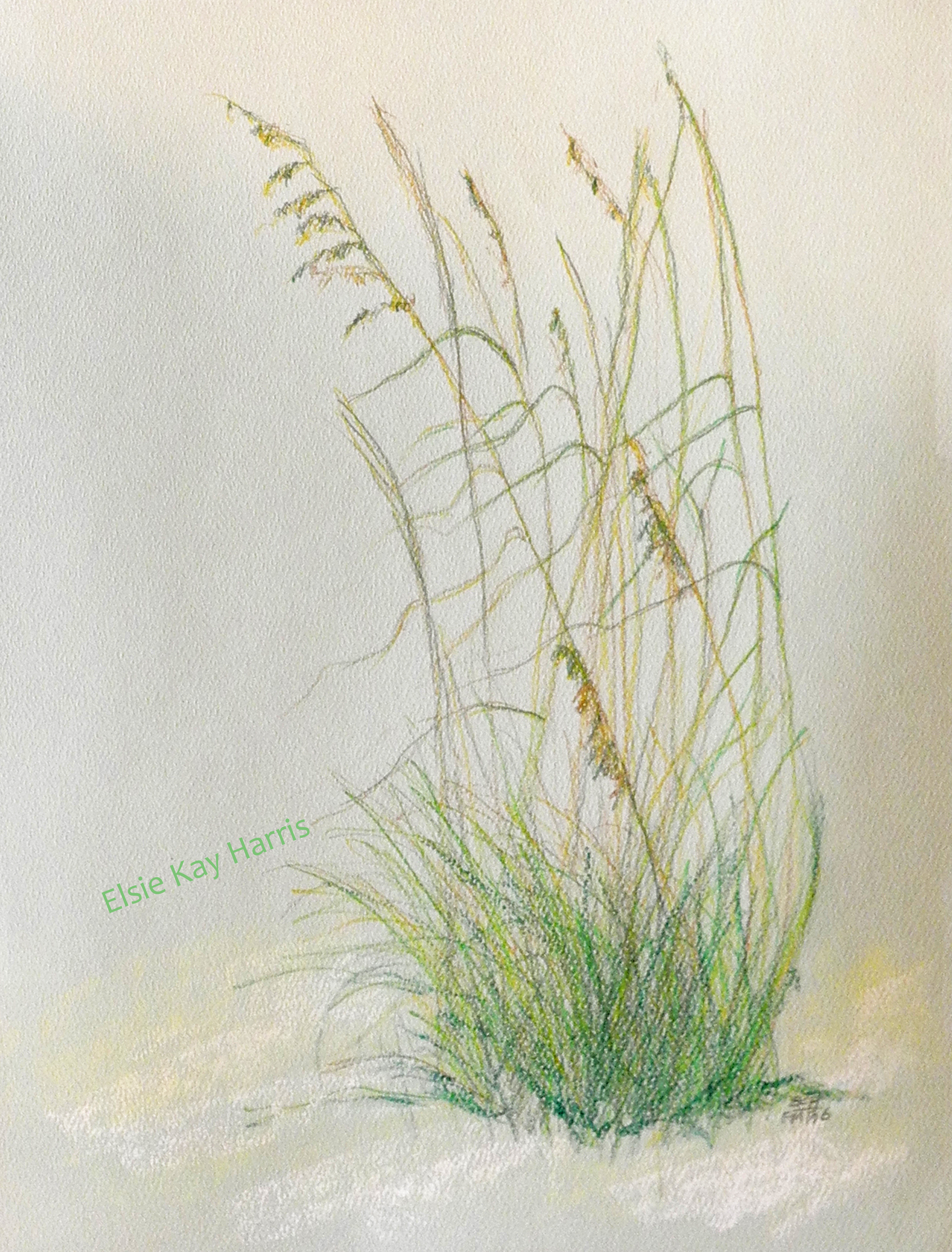 2052x2700 Sea Oats On The Sand Drawings