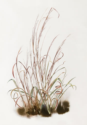 350x500 State Grass Little Bluestem