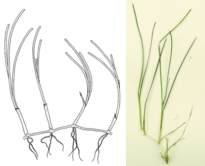 414x337 Texas Seagrass