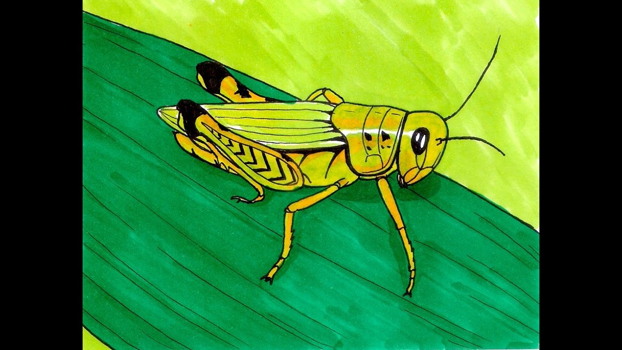 1280x720 How To Draw A Grasshopper Step By Step Drawing Tv Id