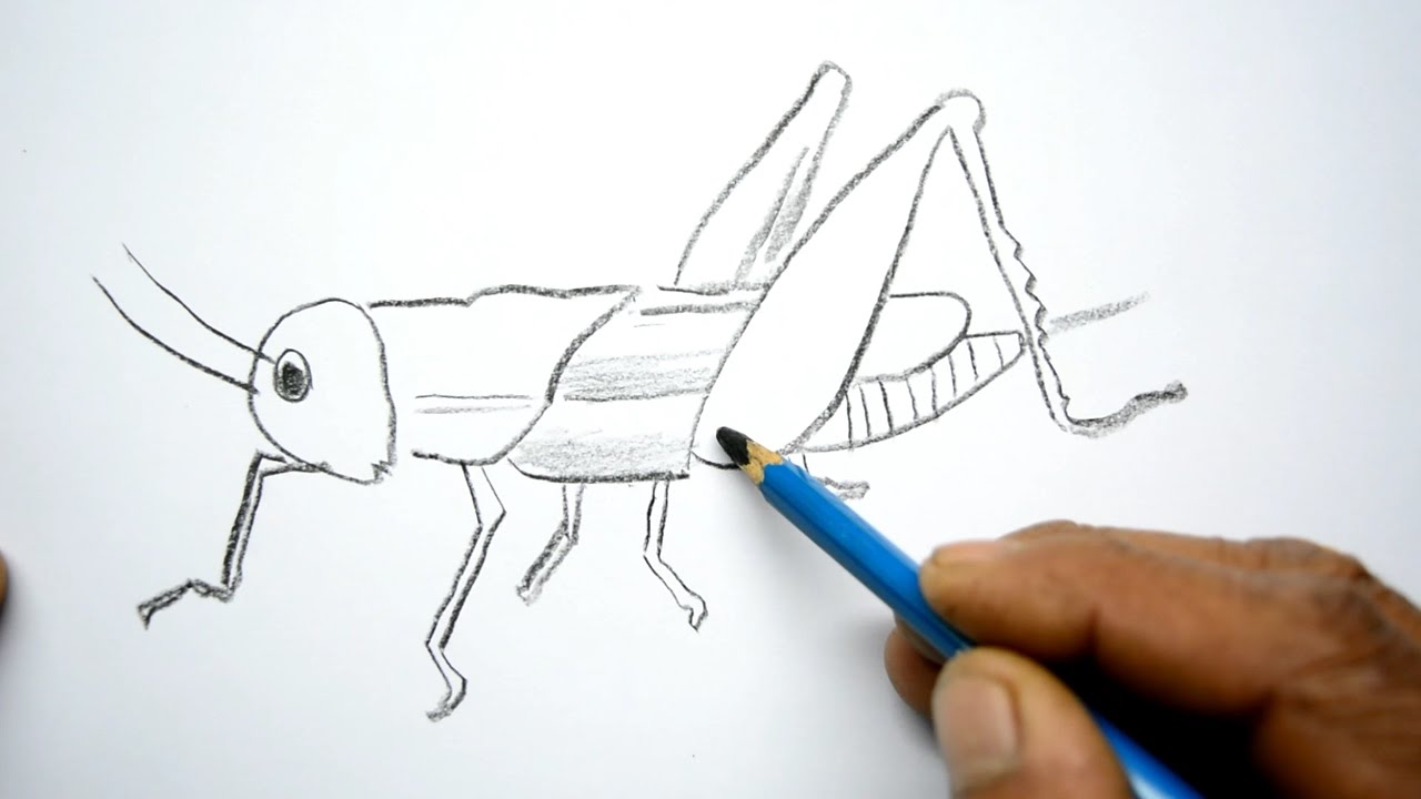1280x720 How To Draw A Grasshopper