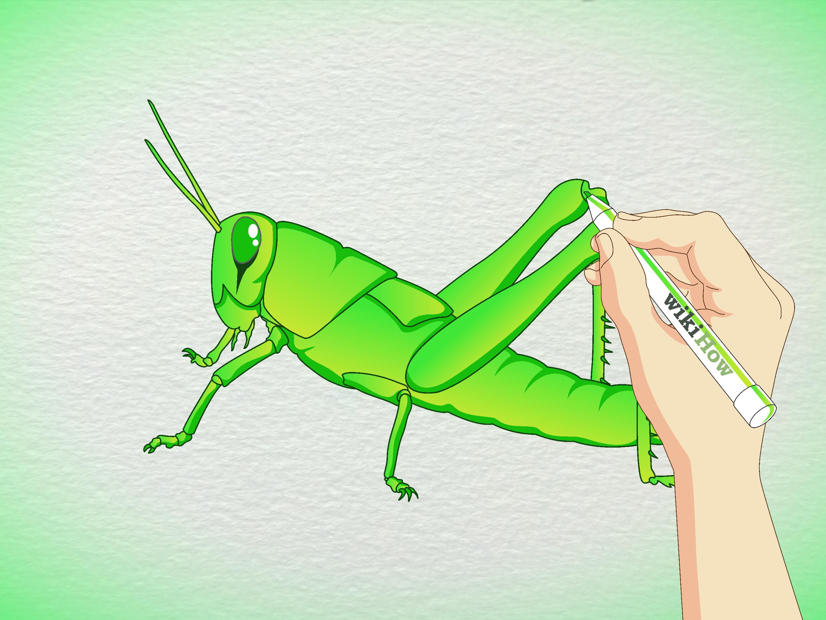 2800x2100 How To Draw A Grasshopper 5 Steps (With Pictures)