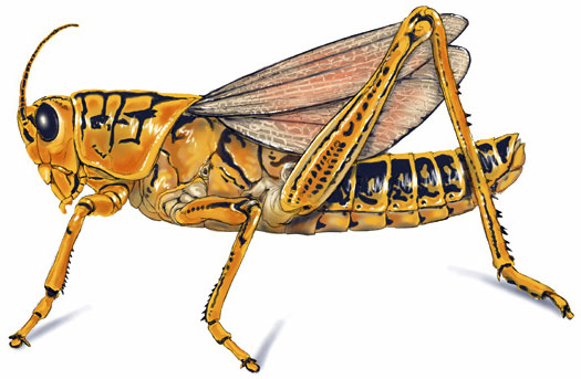 525x343 Grasshopper Drawing Sketch Image Illustration