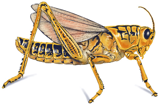 525x343 Grasshopper Sketch Drawing Picture Illustration