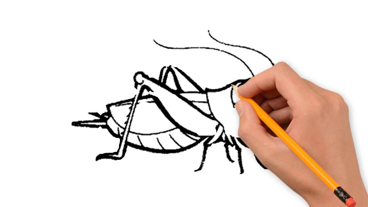1280x720 Grasshopper Animals Pencil To Draw Step By Step