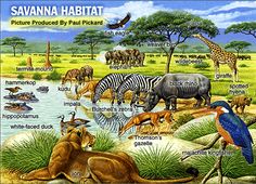 236x170 African Animals