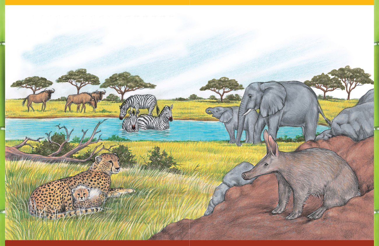 1300x844 Animals In The Wild