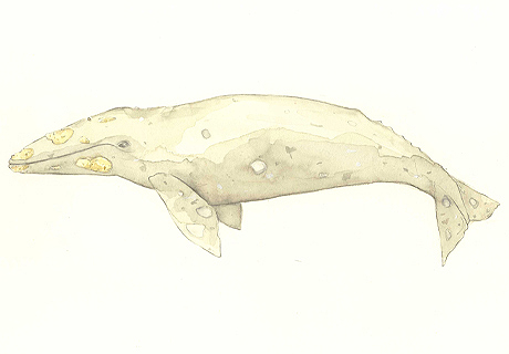 460x320 Elsewhere A Whale Of A Time