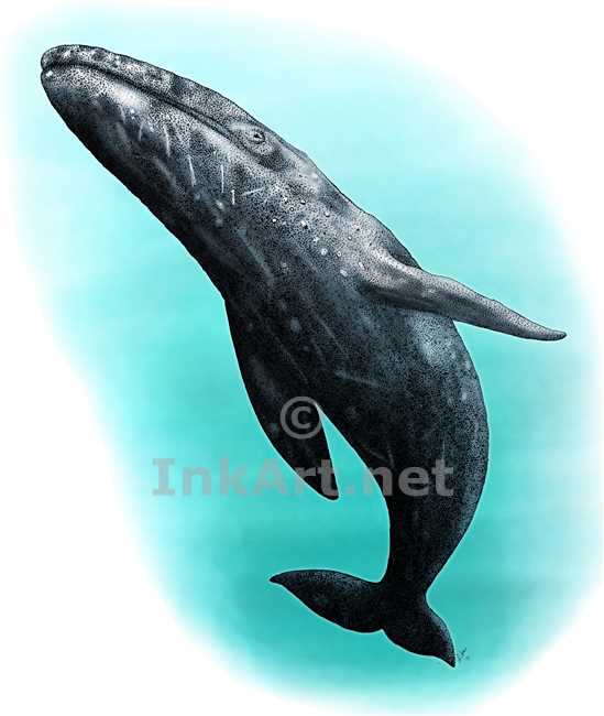 549x650 Gray Whale Stock Art Illustration
