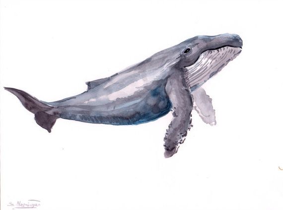 570x423 Humpback Whale, Original Watercolor Painting, 9 X 12 In, Whale