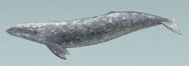 650x226 Illustrations